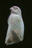 figurine, image 1/4