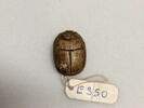 scarabée, image 2/2