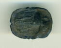 scarabée, image 2/2