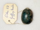 scarabée, image 2/2