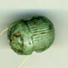 scarabée à ventre détaillé, image 1/2