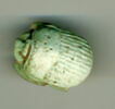scarabée à ventre détaillé, image 1/2