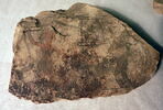 ostracon figuré, image 7/8