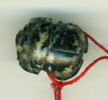 scarabée à ventre détaillé, image 1/2