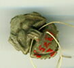 scarabée à ventre détaillé, image 2/2