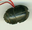 scarabée à ventre détaillé, image 1/2