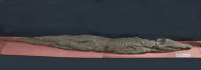 momie de crocodile, image 2/2