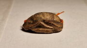 scarabée, image 4/4
