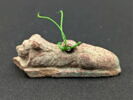 amulette, image 1/4