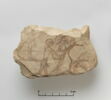 ostracon figuré, image 1/2