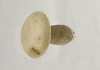 boucle d'oreille en champignon, image 4/4