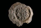 bouchon d'amphore, image 1/2