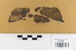 bande décorative d'habillement ; fragments, image 1/2