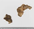feuillet de codex ; fragments, image 2/4