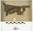 orbiculus, image 1/4