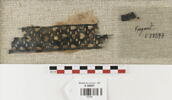 bande décorative d'habillement ; fragment, image 1/2