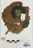 décor de textile ; fragment, image 2/2