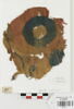 décor de textile ; fragment, image 1/2