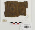 bande décorative d'habillement ; fragment, image 1/2