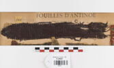 clavus, image 1/2