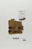 bande de poignet ; fragment, image 1/2