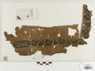 bande décorative d'habillement ; fragment, image 1/2