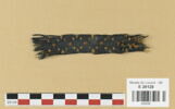 bande décorative d'habillement ; fragment, image 1/2