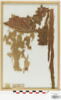 plastron de tunique ; clavus ; fragments, image 1/2