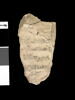 ostracon, image 1/2