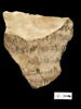 ostracon, image 1/2