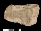 ostracon, image 1/3