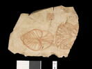 ostracon figuré, image 1/2