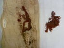 filet de tête, image 3/3