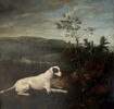 Lise, chienne de la meute de Louis XIV, image 1/2