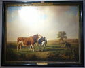 Taureau et vaches, image 1/2