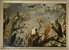 Concert d'oiseaux, image 7/7