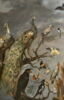 Concert d'oiseaux, image 2/7