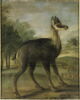 Jeune chevreuil dans un paysage, image 1/3