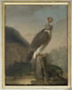 Faucon chaperonné ; étude, image 1/2