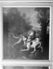 Combat de deux chiens autour de la dépouille d'un sanglier, image 3/3