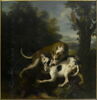 Combat de deux chiens autour de la dépouille d'un sanglier, image 1/3