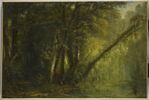 Calme du matin; intérieur de forêt, image 1/5