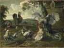 Combat de coqs et de poules, image 1/2