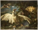 Canard de Barbarie et renard, image 6/25