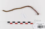 ceinture ; fragment, image 1/2