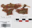 bande décorative d'habillement ; fragments, image 1/2
