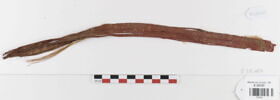bande décorative d'habillement ; fragment, image 1/2