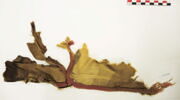 encolure ; fragment, image 2/2