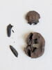 insecte ; fragments, image 1/2