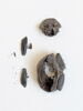 insecte ; fragments, image 2/2
